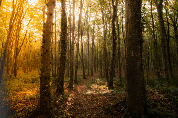 Forest scene at autumn - Fotoğraf, Görsel