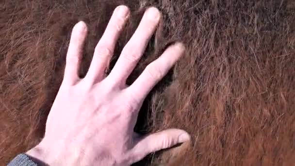 Tummanruskea puhdasrotuinen molting talven turkista. Hevosen puoli ja kaula menettävät pitkät talvikarvat ja siihen liittyy yleinen muutos hevosen kehossa. Viljelijä käsi harjaus elin
. - Materiaali, video