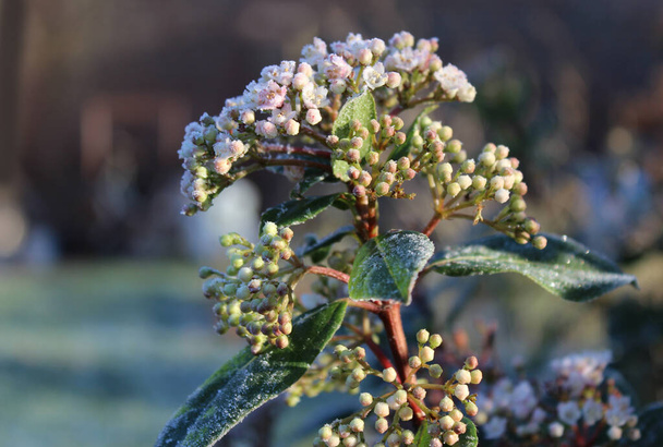 Zarte, gefrostete Blüten von Viburnum tinus, die von der Morgensonne berührt werden. In Nahaufnahme in einer natürlichen Gartenlandschaft. - Foto, Bild