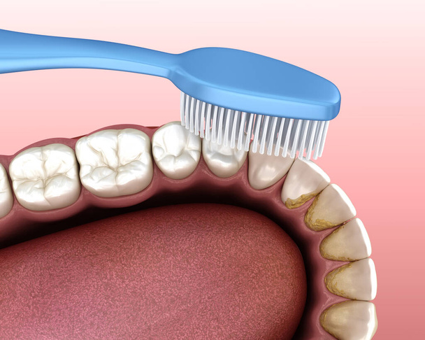 Cepillo de dientes limpiando dientes. Ilustración 3D médicamente precisa de la higiene bucal. - Foto, Imagen