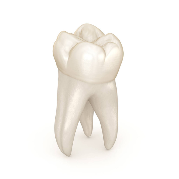 Dental anatomy - First maxillary molar tooth. Medically accurate dental 3D illustration - Foto, afbeelding