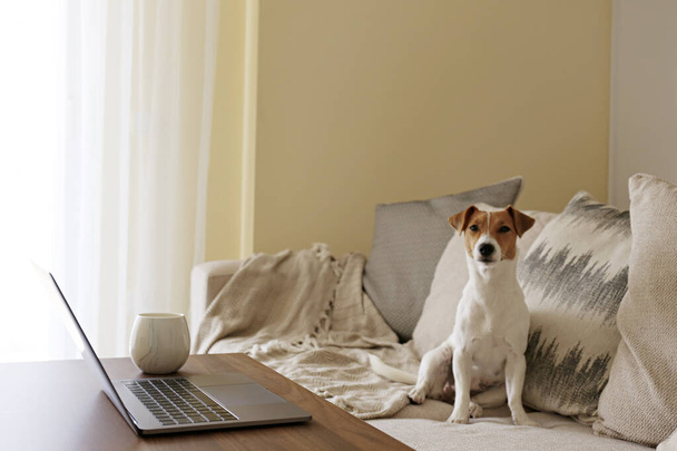 Home office concept. Designated work from home area in living room. Modern laptop and cup of hot beverage on wooden table. Adorable doggy sitting alone on the couch. Close up, copy space, background. - Photo, Image