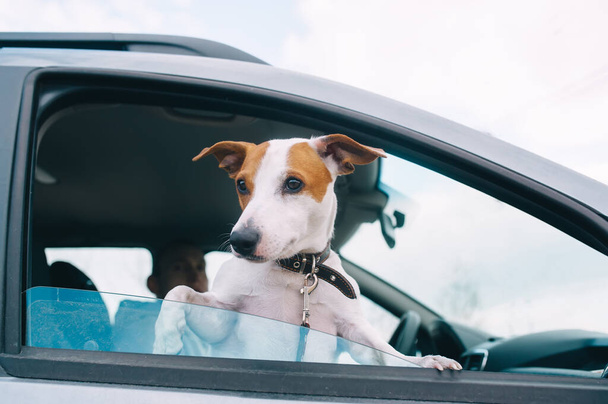 Słodki mały Jack Russell pies w samochodzie. Gotowy do podróży. Podróżowanie z koncepcją zwierząt domowych - Zdjęcie, obraz