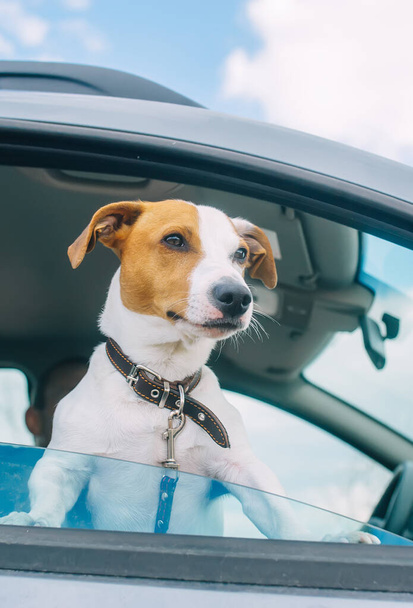 Kleine hond ras jack russell terrier kijkt uit het open raam van de auto. Een close-up. Verticaal overzicht - Foto, afbeelding