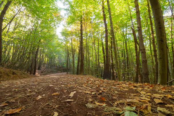 Droga w lesie z opadłymi liśćmi jesienią - Zdjęcie, obraz