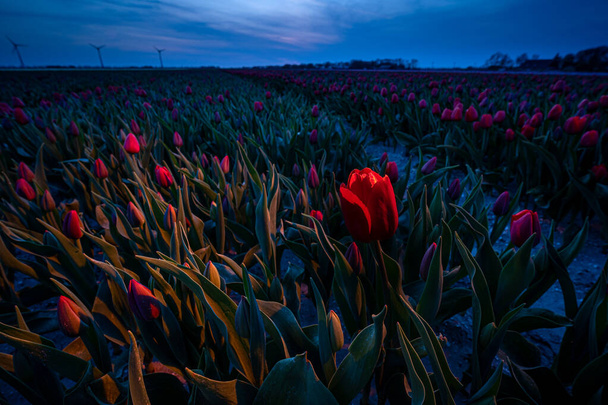 sunrise over the Dutch flower fields during spring in Holland - Foto, Imagem