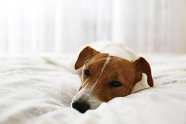 Cute Jack Russel terrier puppy with big ears sleeping on an unmade bed w/ blanket and pillows. Small adorable doggy with funny fur stains alone in bed. Close up, copy space, background. - Фото, зображення