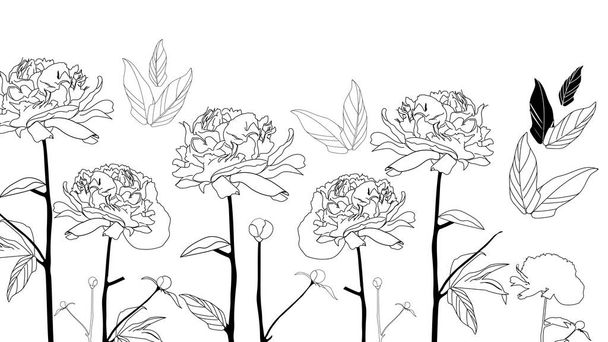 Line art black and white peonies flowers on isolated background - Διάνυσμα, εικόνα