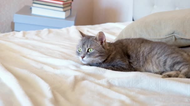 Yeşil gözlü gri kedi beyaz yatakta dinleniyor. Kedi yavrusu uyumaya çalışıyor. Evde mutlu bir hayvan. - Video, Çekim
