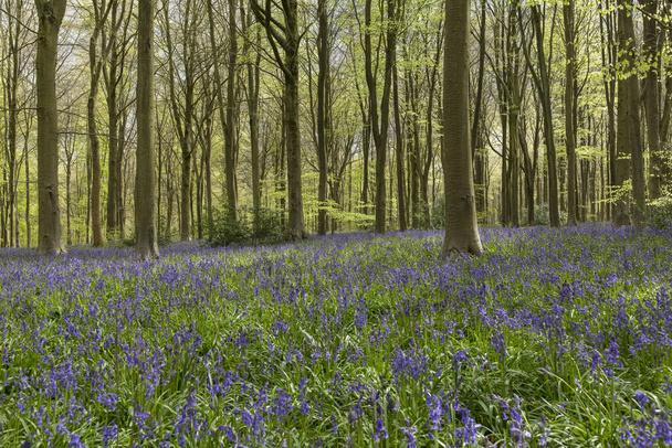 Bluebells e árvores em West Wood, Wiltshire, Reino Unido - 29 de abril de 2018
 - Foto, Imagem