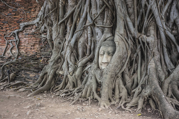Tête de statue de Bouddha dans les racines à Wat Mahathat, Ayutthaya, Thaïlande
. - Photo, image
