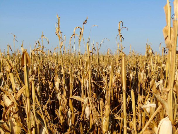 Field with mature corn which is ready for harvest at the beginning of the fall season - 写真・画像