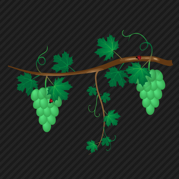 grape vine white - Vector, Image