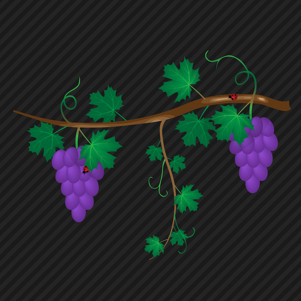 grape vine - Vector, Image