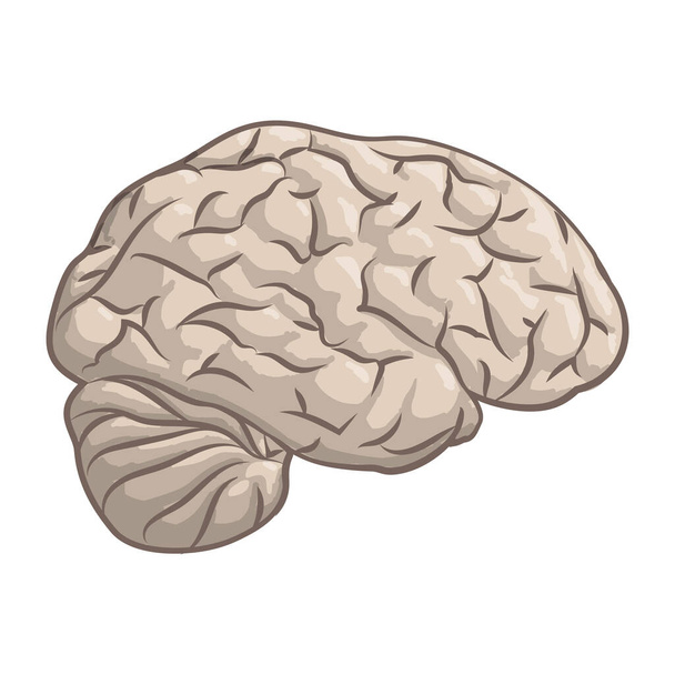 Hermosa ilustración vectorial dibujada a mano con cerebro de dibujos animados aislado en el fondo blanco
 - Vector, imagen