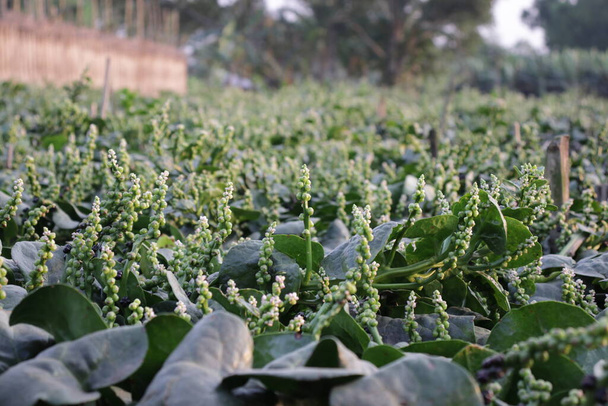 Een veld van Malabar spinazie met zijn vruchten - Foto, afbeelding
