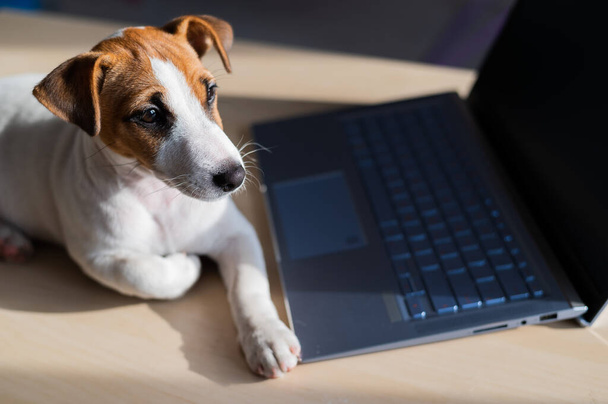 Puppy Jack Russell Terrier works at a laptop. A spoiled pet lies by a portable computer. Humor is a metaphor for the remote work of a programmer. - Foto, imagen