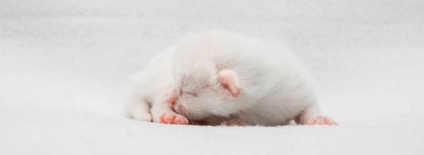 Close-Up Of Newborn white Cat Sleeping On White Background - 写真・画像
