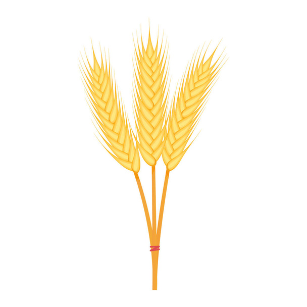 Agriculture ears of wheat illustration isolated on white - Vector, Image