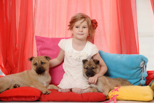 little girl plays with two puppies at home - Foto, immagini