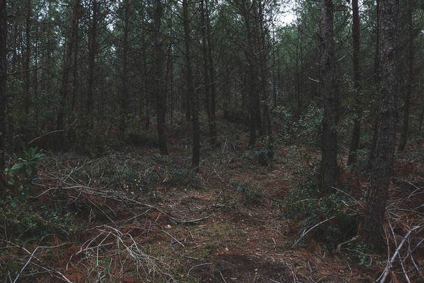 Çimen çöl ormanlı ağaçlar - Fotoğraf, Görsel