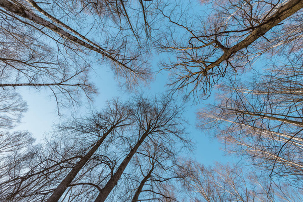 Trees without leaves on blue sky background at spring day time. - Фото, изображение
