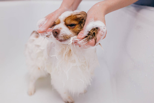 beautiful pet spitz get shower in bath - Foto, immagini