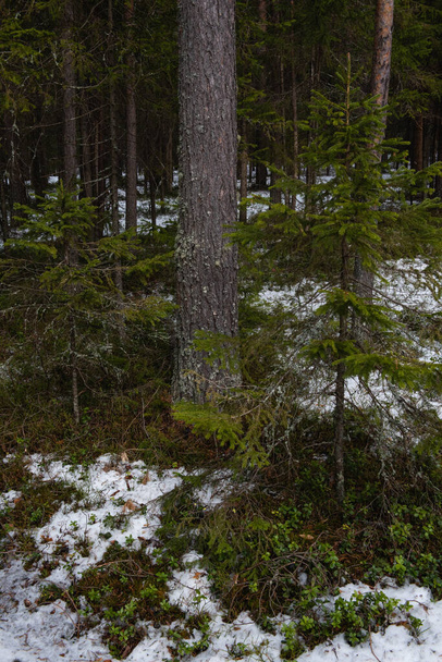 Taiga forest on a sunny spring day. Thawed patch with bushes of cranberries on it. - Photo, Image