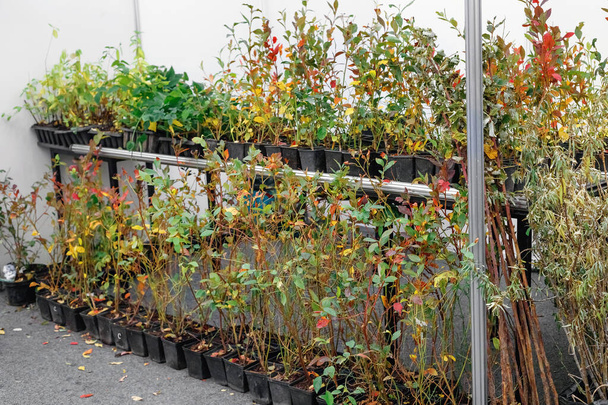 Large distribution of planting of seedlings for sale to shops. Potted garden seedlings for wholesale growth. - Foto, Imagem