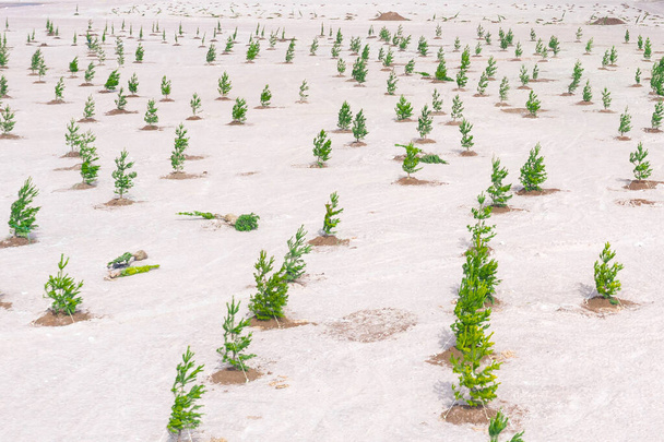 Молодые сосны посажены на насыпной территории, создавая парковую зону в городе лесов. Вид сверху
 - Фото, изображение