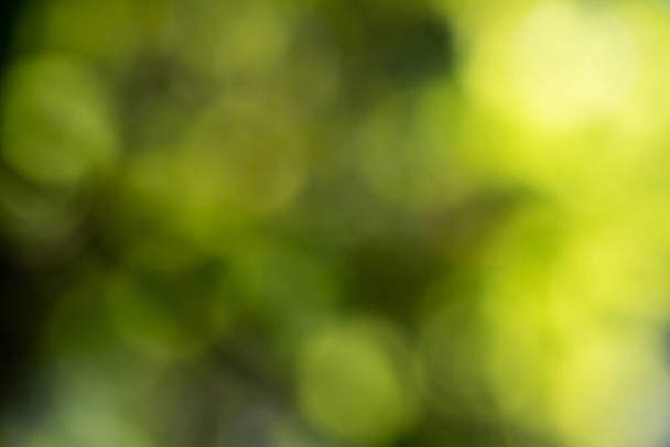 Abstract green colored bokeh background. - Foto, Imagem