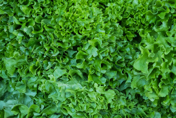 Frische grüne Salatblätter in einer Schublade. Großes, reifes Gemüse. Verkauf einer Ernte auf dem Markt. Natürliche, gesunde und vitaminreiche Lebensmittel. Nahrung für die Gesundheit. - Foto, Bild