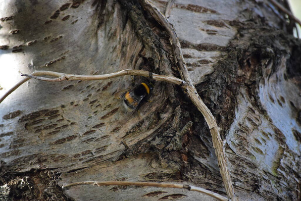 κήπος Bumblebee σε μια κερασιά - Φωτογραφία, εικόνα