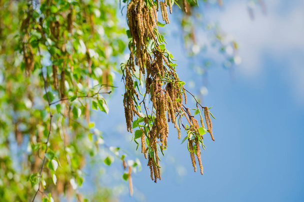 zblízka kvetoucí větve břízy proti modré obloze - Fotografie, Obrázek