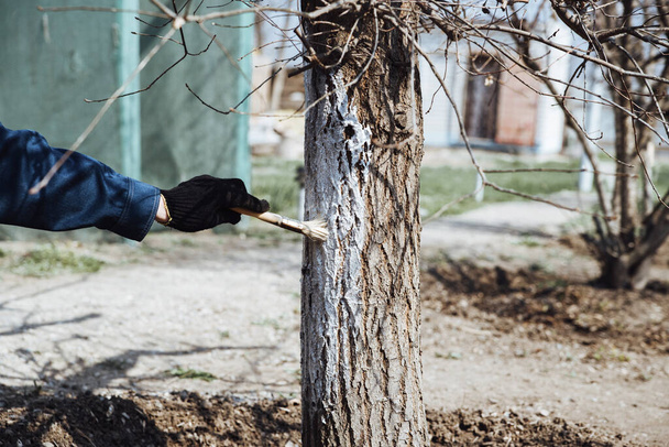 Hombre cubriendo el árbol con pintura blanca para proteger contra roedores, trabajos de jardín de primavera, árboles encalados.
 - Foto, imagen