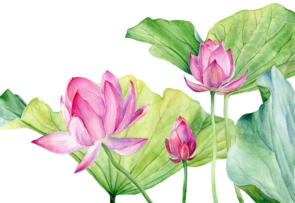 Set van Aquarel Illustratie twee Lotus geïsoleerd op witte achtergrond. - Foto, afbeelding