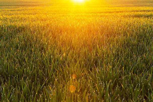 Ackerfeld bei Sonnenaufgang am Morgen mit Tau auf Gras / selektiver Fokus in der Mitte  - Foto, Bild