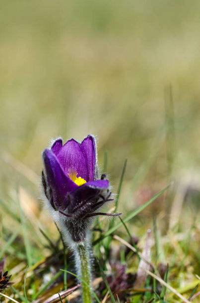 Pasque flower just starting to bloom - Photo, Image