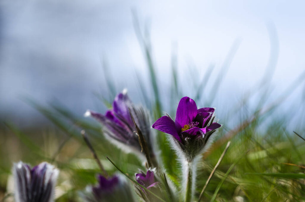 Pasque flower just started to blossom - Photo, Image