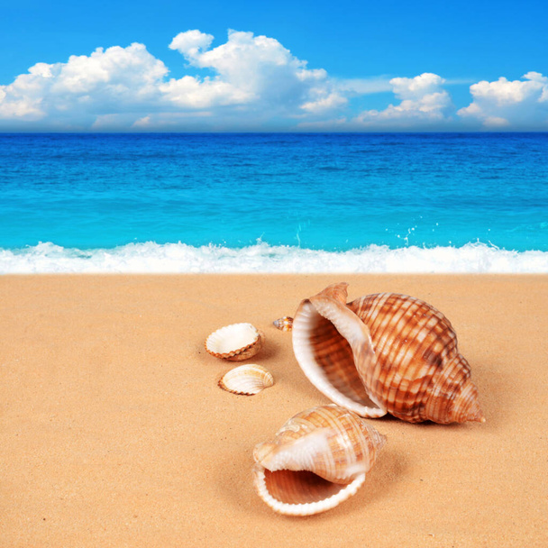 Shell στην όμορφη αμμώδη παραλία - Φωτογραφία, εικόνα