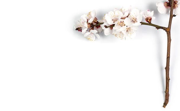 Tender twig with white flowers of spring on a white background - Photo, Image