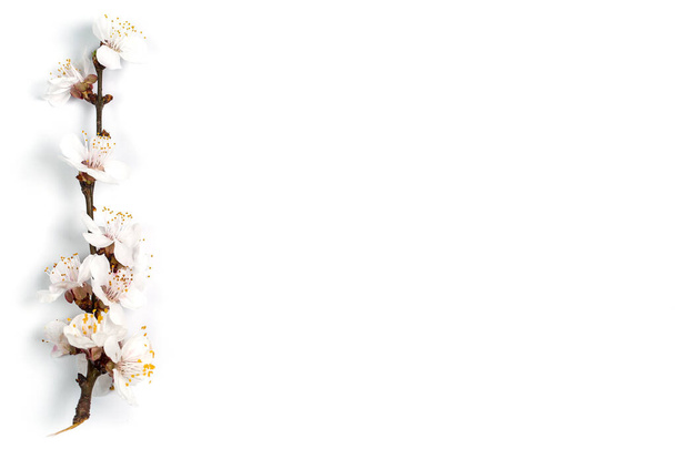 Tender twig with white flowers of spring on a white background - Photo, Image