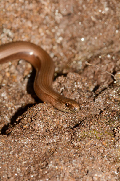 Голова один коричневий сліпий черв'як на землі
 - Фото, зображення
