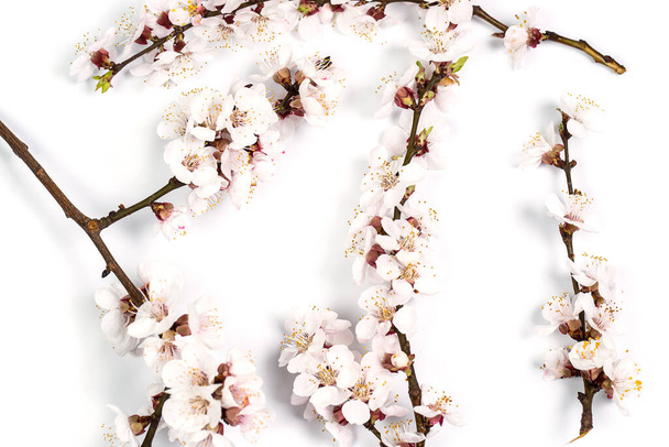 Tender takje met witte bloemen van de lente op een witte achtergrond - Foto, afbeelding