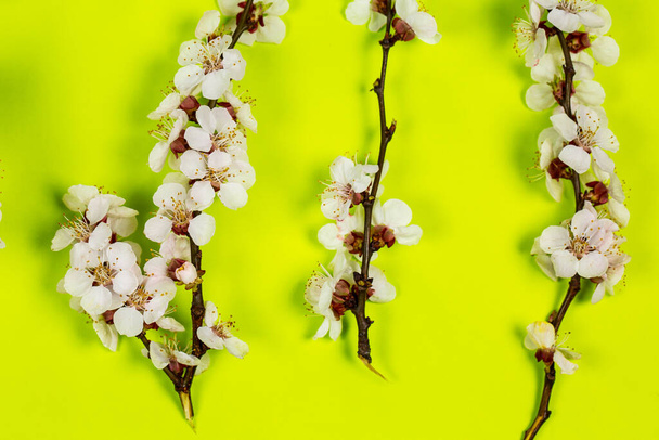 Tender twig with white flowers of spring on a green background - Foto, Imagen
