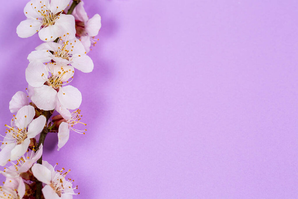 Tender twig with white flowers of spring on a purple background - Foto, Imagen