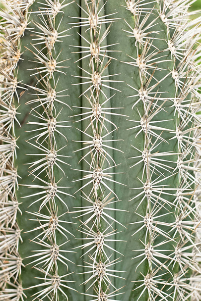 Cactus grande
 - Foto, imagen