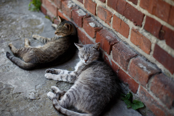 Маленькі коти лежать на сірому камені біля будинку
. - Фото, зображення