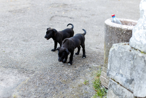Két kis hajléktalan kutya az utcán.. - Fotó, kép