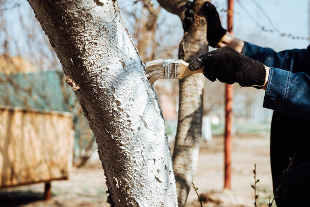 Man covering the tree with white paint to protect against rodents, spring garden work, whitewashed trees.Spring work in the garden - Foto, Bild